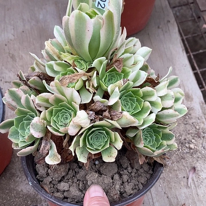 402辛尼亚多肉清棚福利