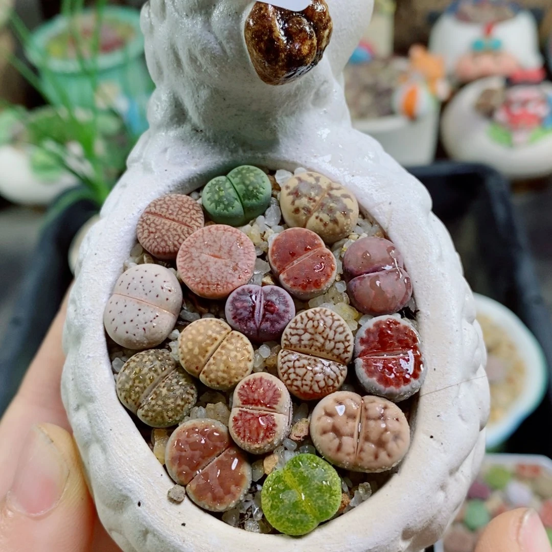 生石花花花花花花花60