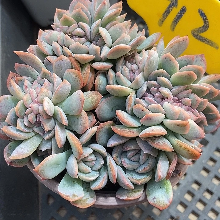 多肉植物莎莎女王缀912多肉