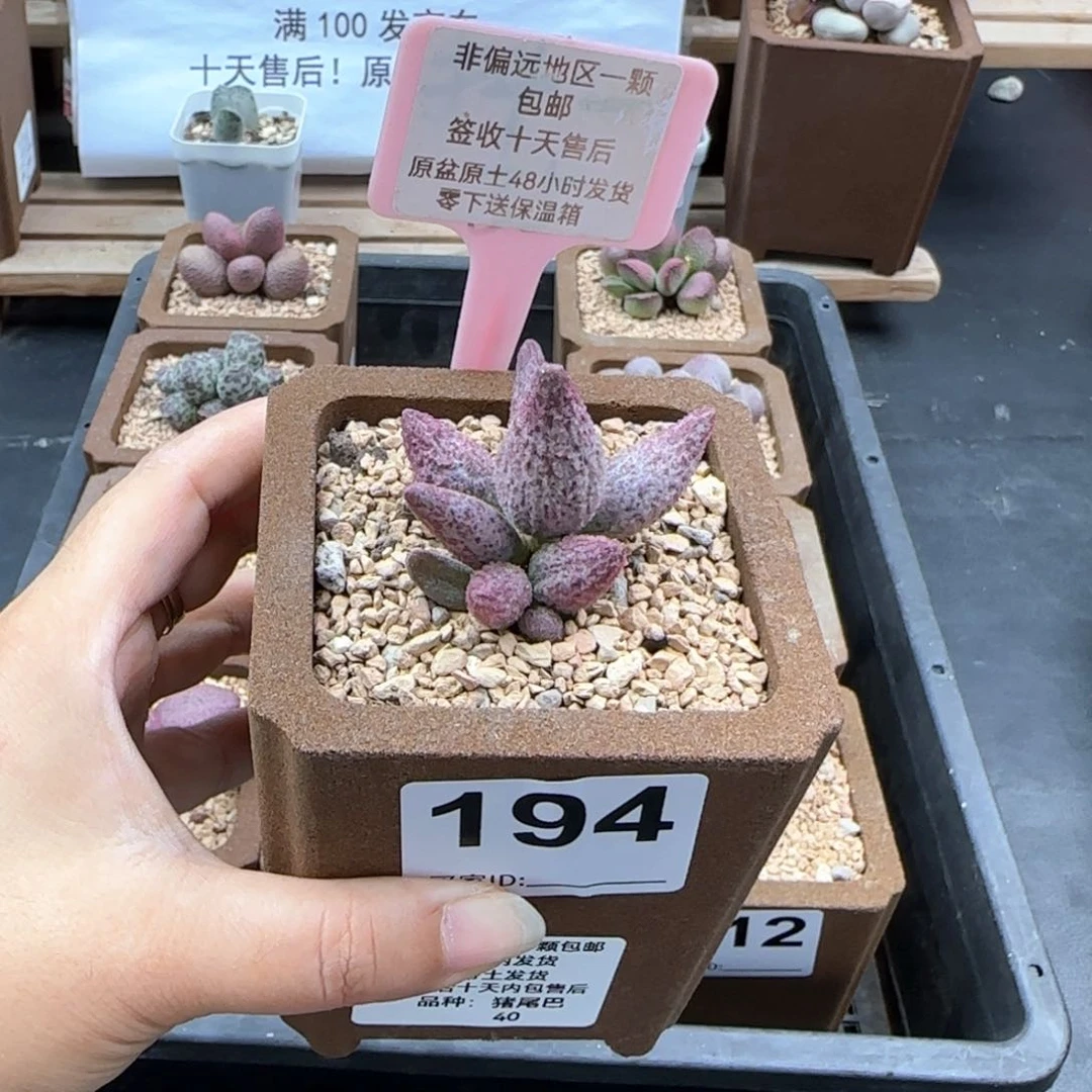 194猪尾巴多肉植物