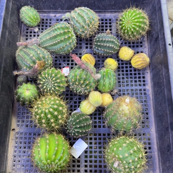 359无名2个无根侧牙很小2公分左右，20包邮