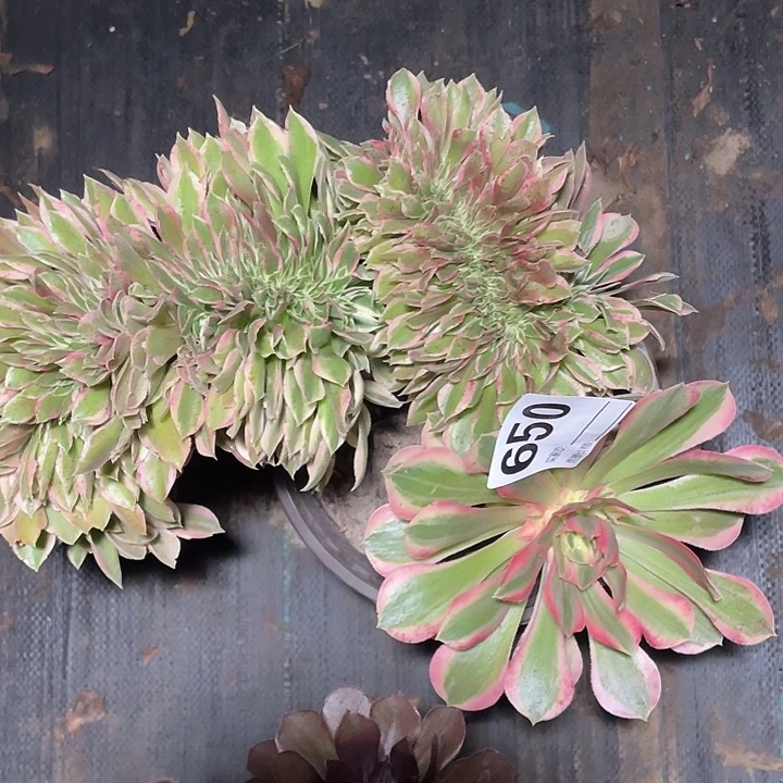 650缀化法师2-12花花