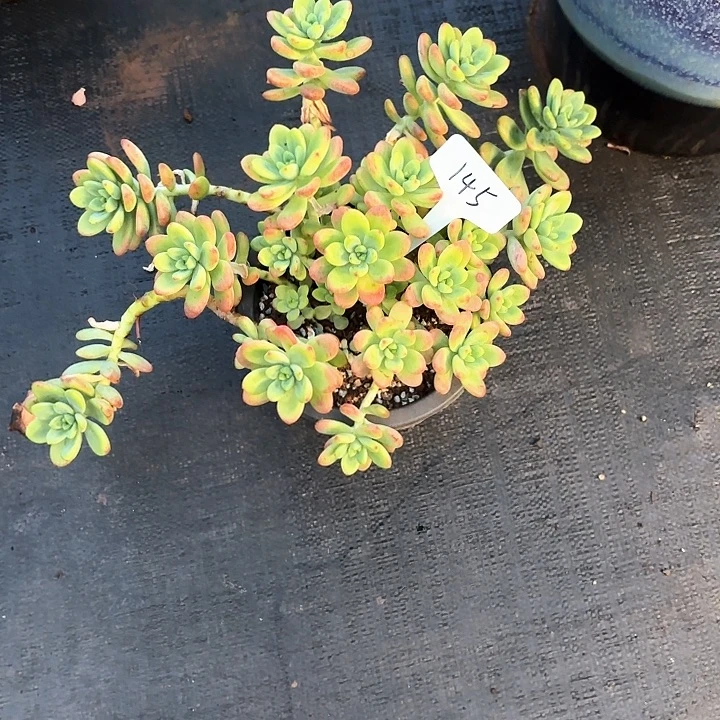 多肉植物，香格里拉145号