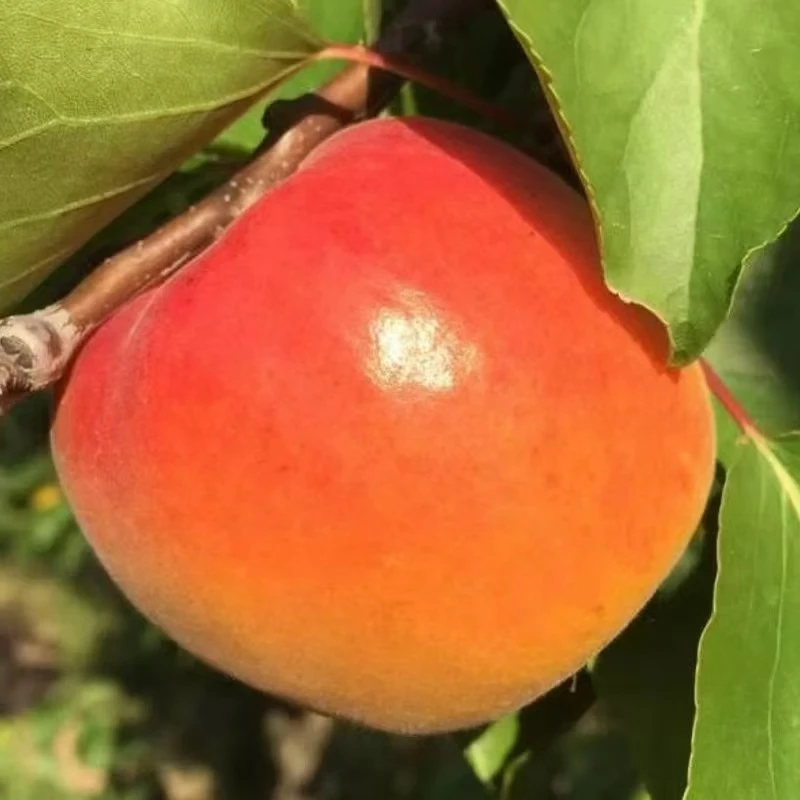 青岛崂山蜜杏4.5斤顺丰包邮九分甜