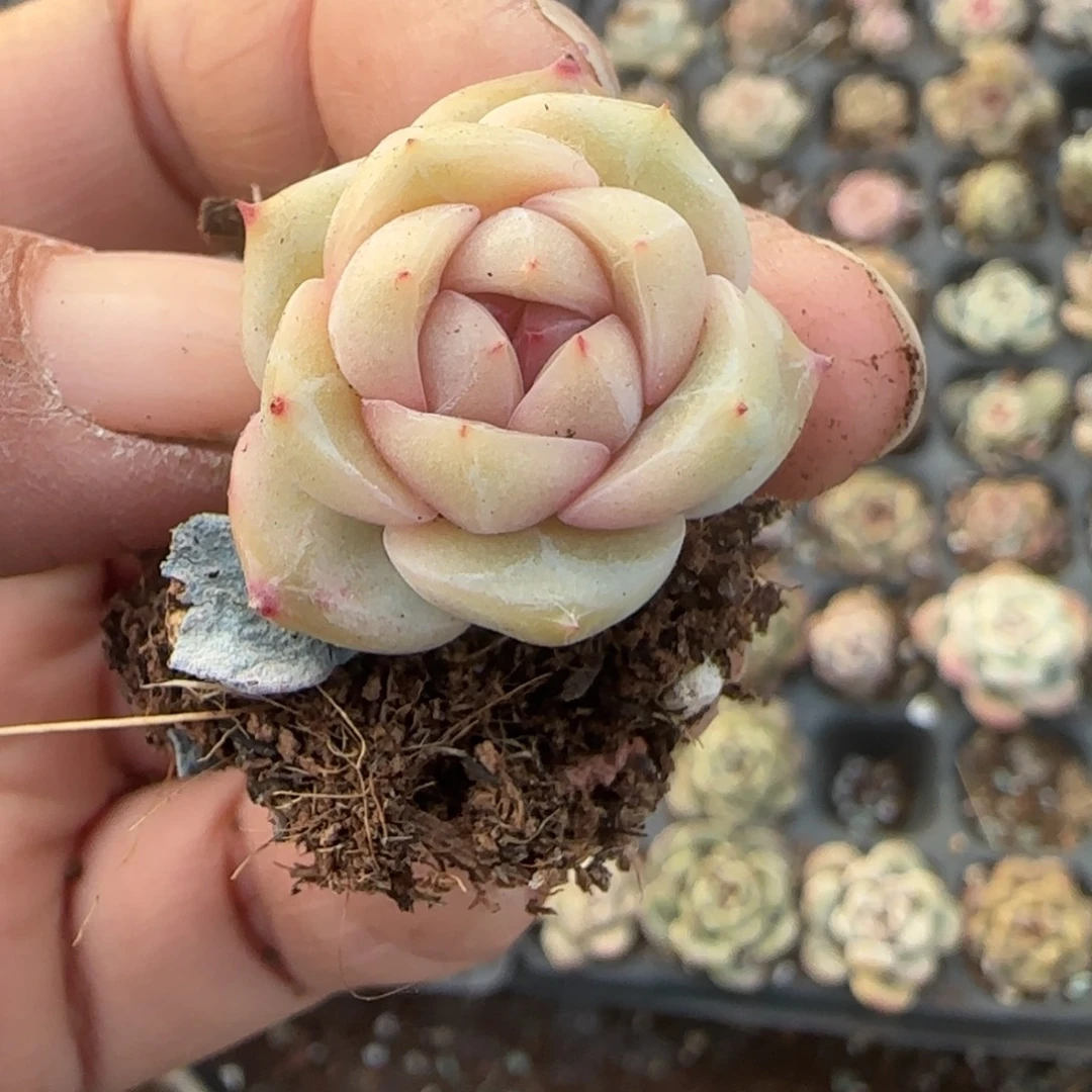 多肉小卡拉米糖心一物一拍