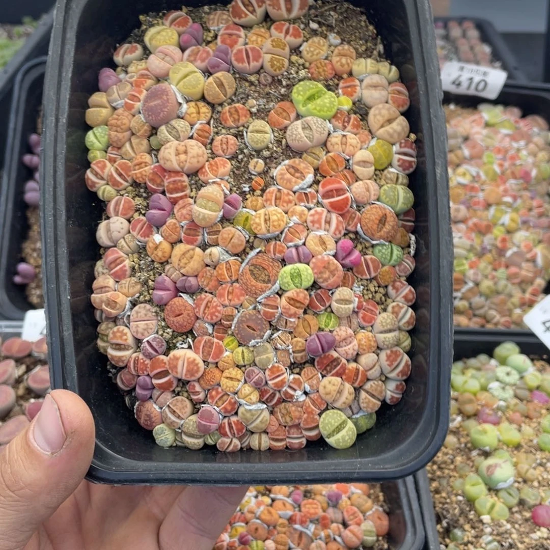 无铅玻璃羊*p0000000000000376