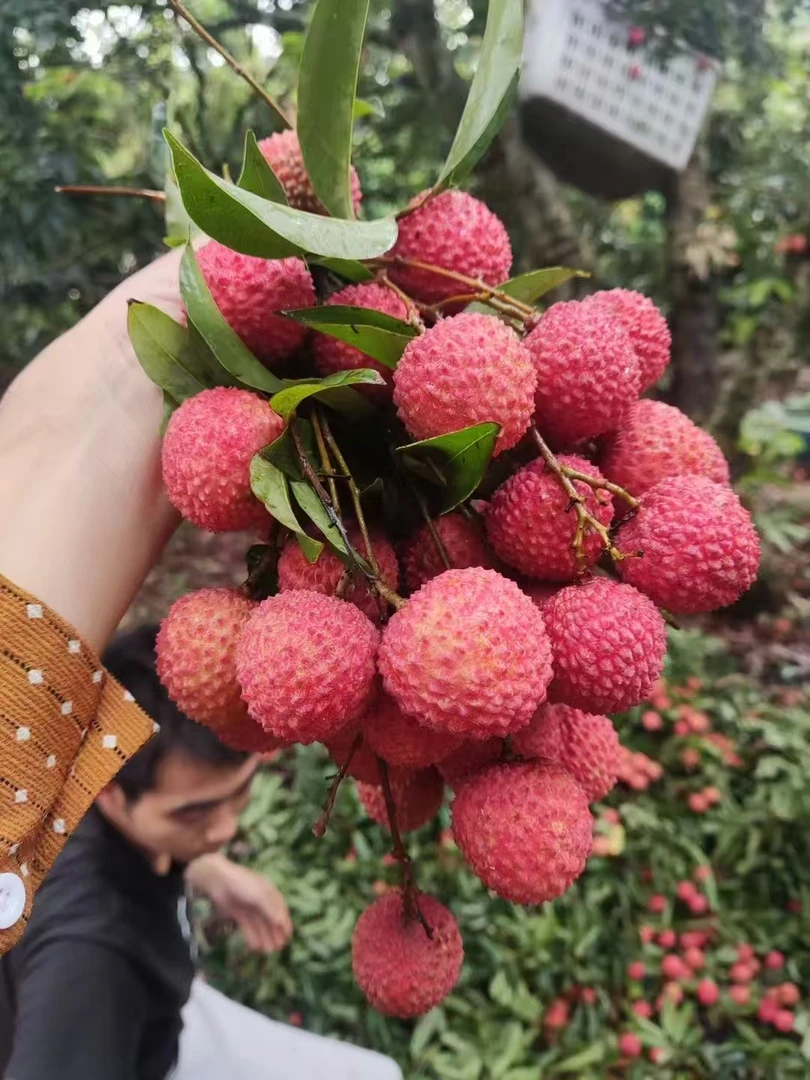 【桂味荔枝80%小核】C广东茂名高州桂味荔枝  果园现摘 冷链包邮