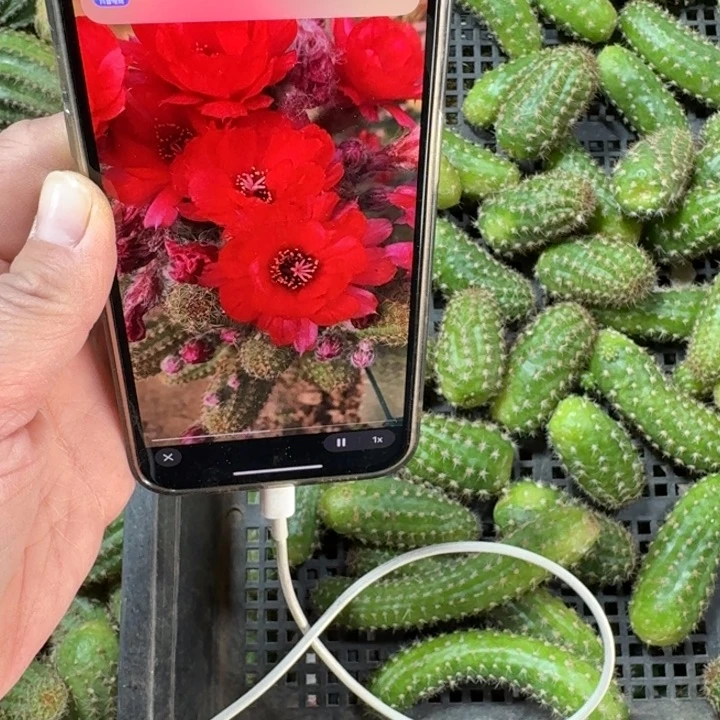 228白檀皇后无根侧牙小3个