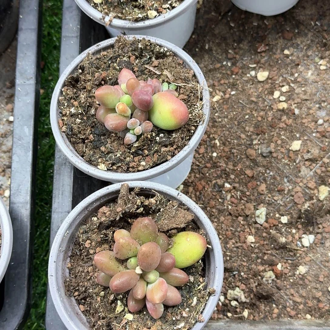 芒*芒果一组发货