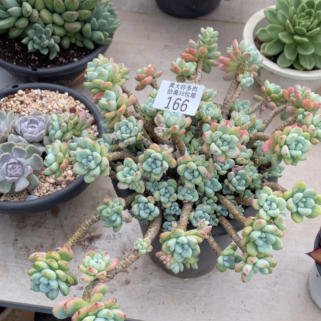 口***垂黑大帅多肉166劳尔