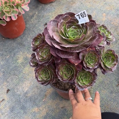 五***山765魅金玫瑰手捧多肉