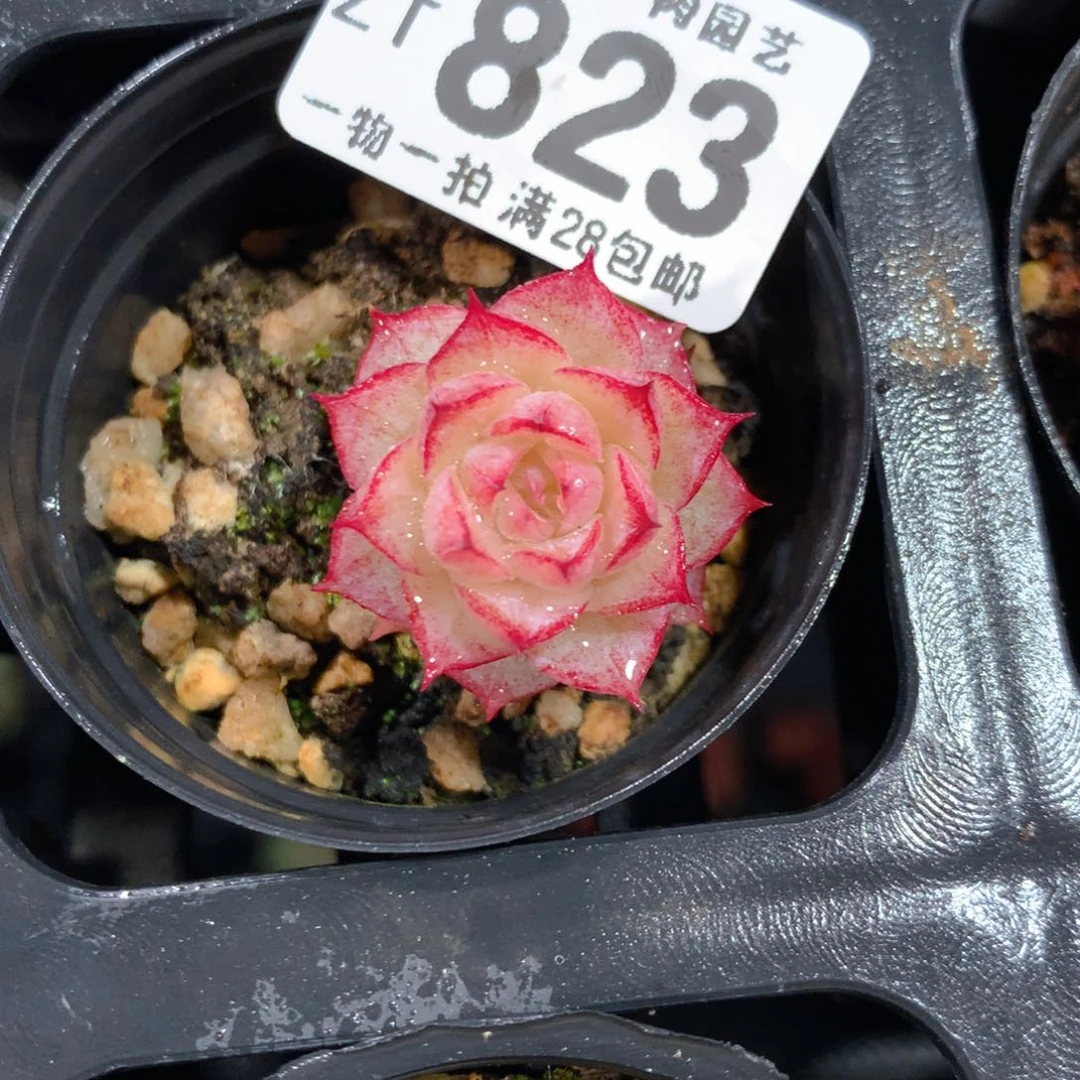 5CM拇指盆精控多肉ZT823