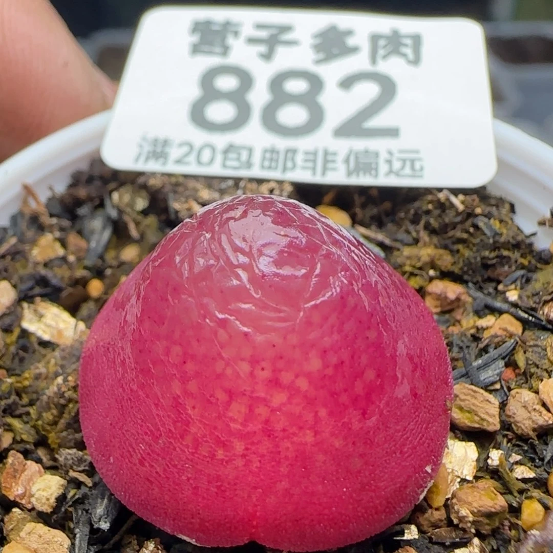 灯泡2.2带盆土。