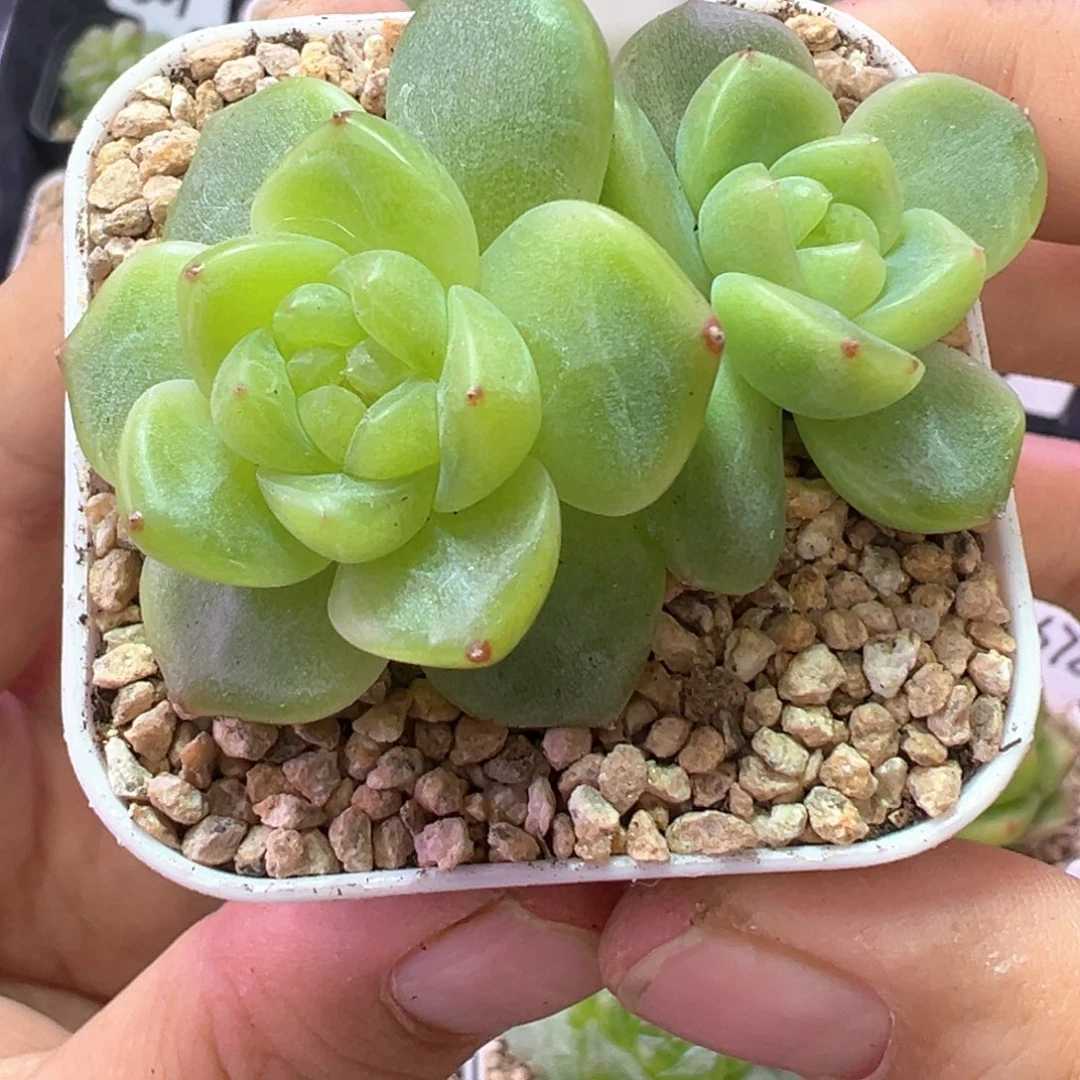 705号甜心628晗雨