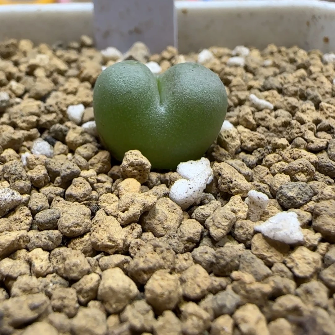 10.23。 鲁提辖。   2031