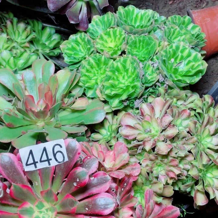 多肉植物组合446