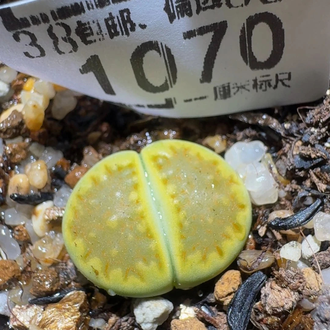 Zzzx精品生石花1070