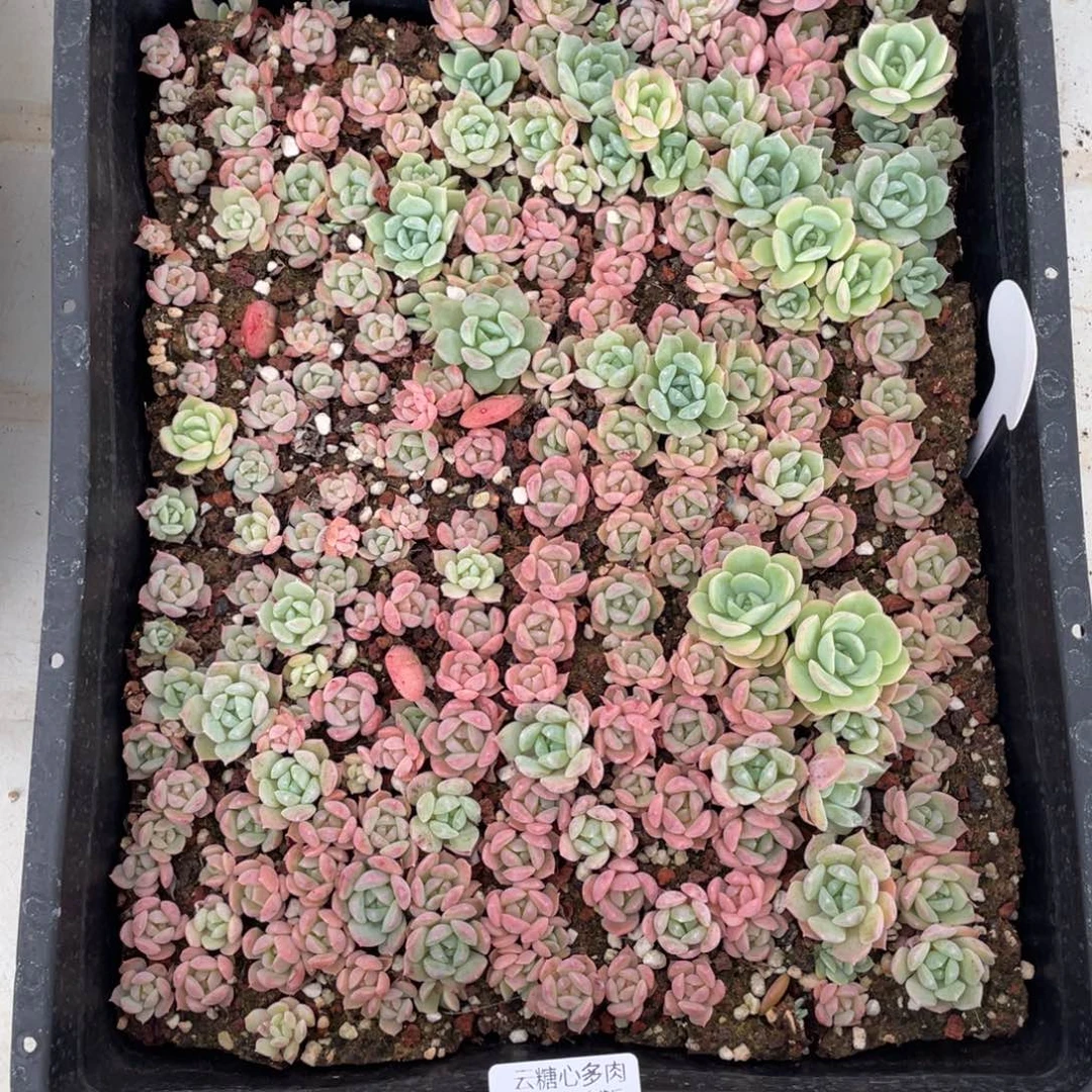 云糖心多肉植物552