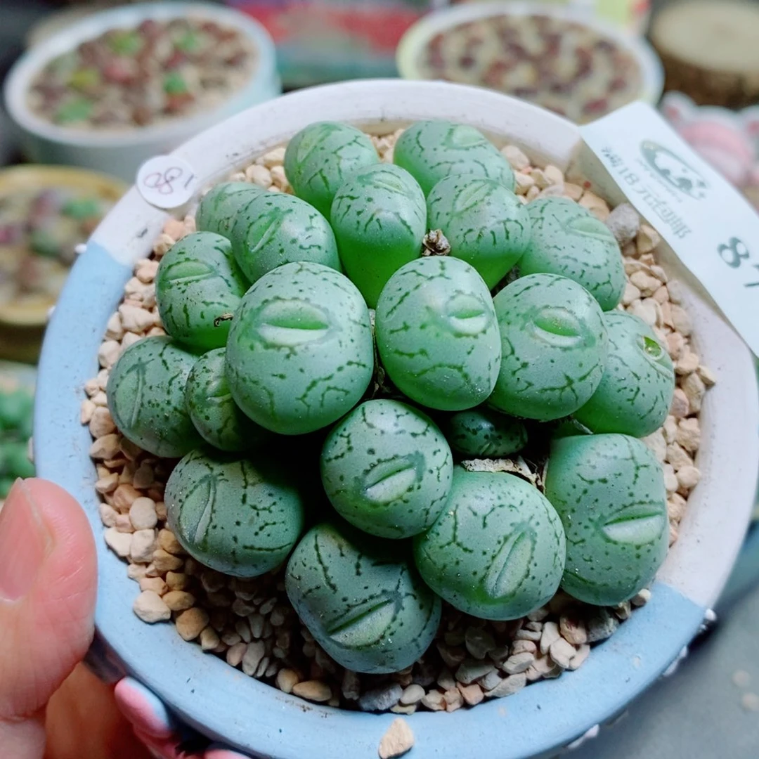 生石花花花花开了877