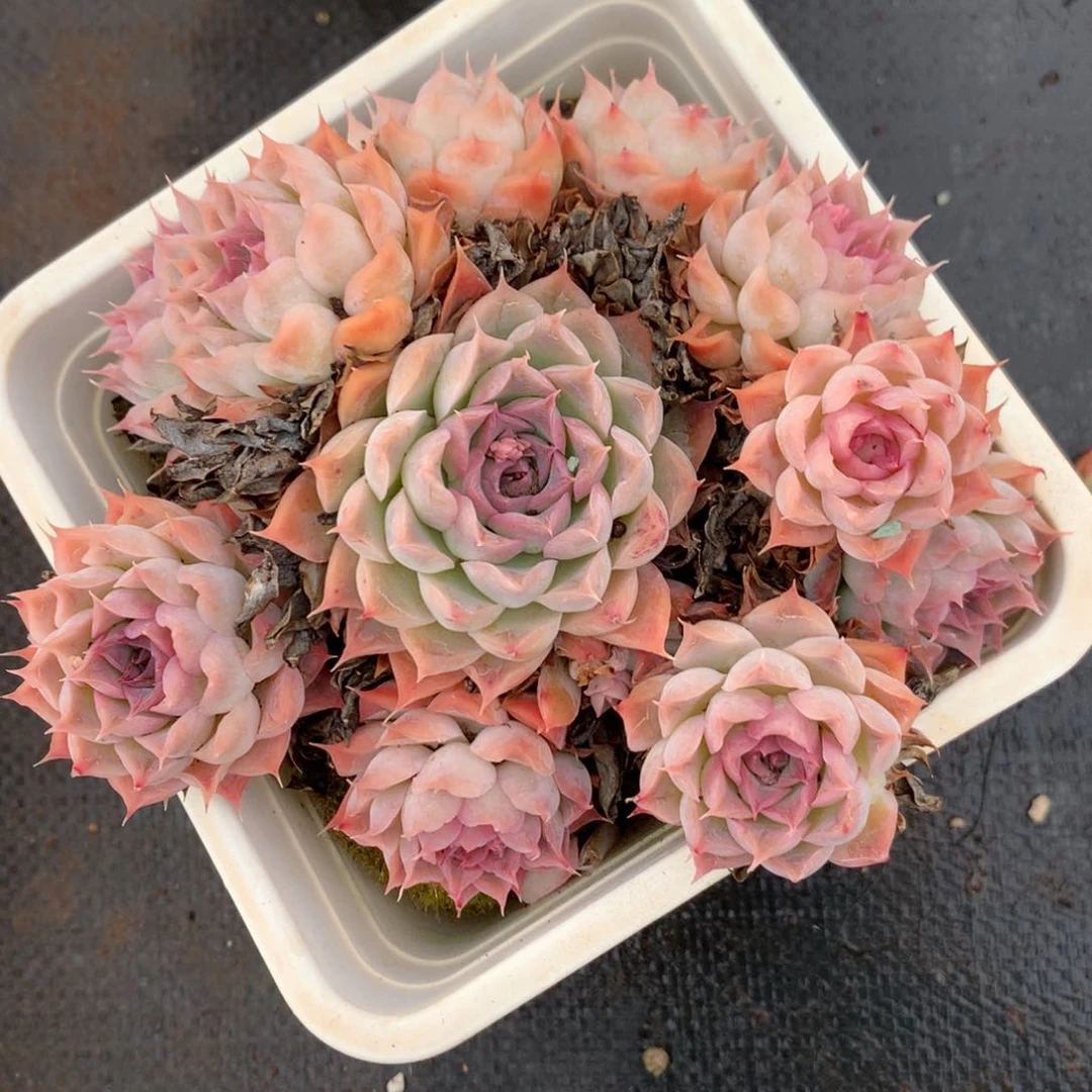 1068杂交精品基地14厘米