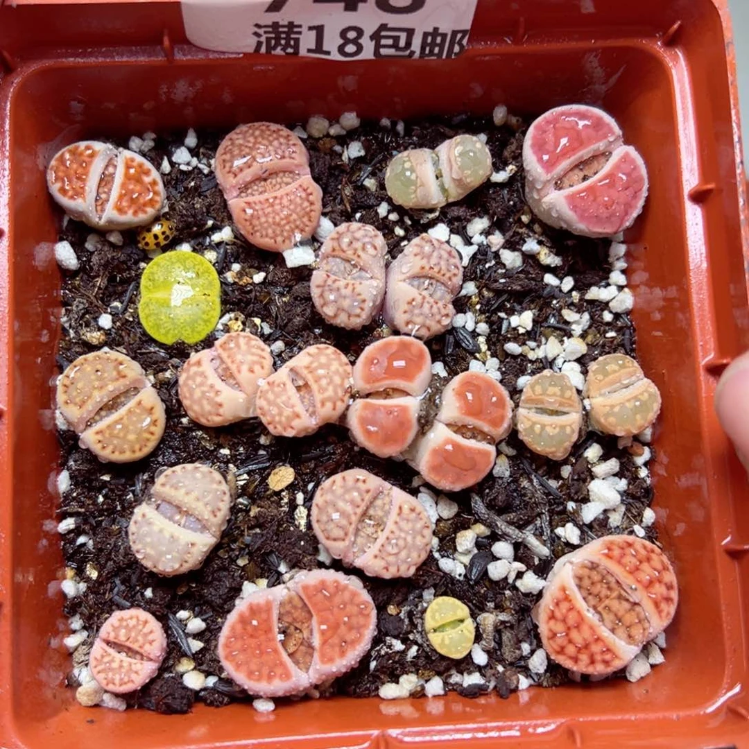 【闪购商品】748……