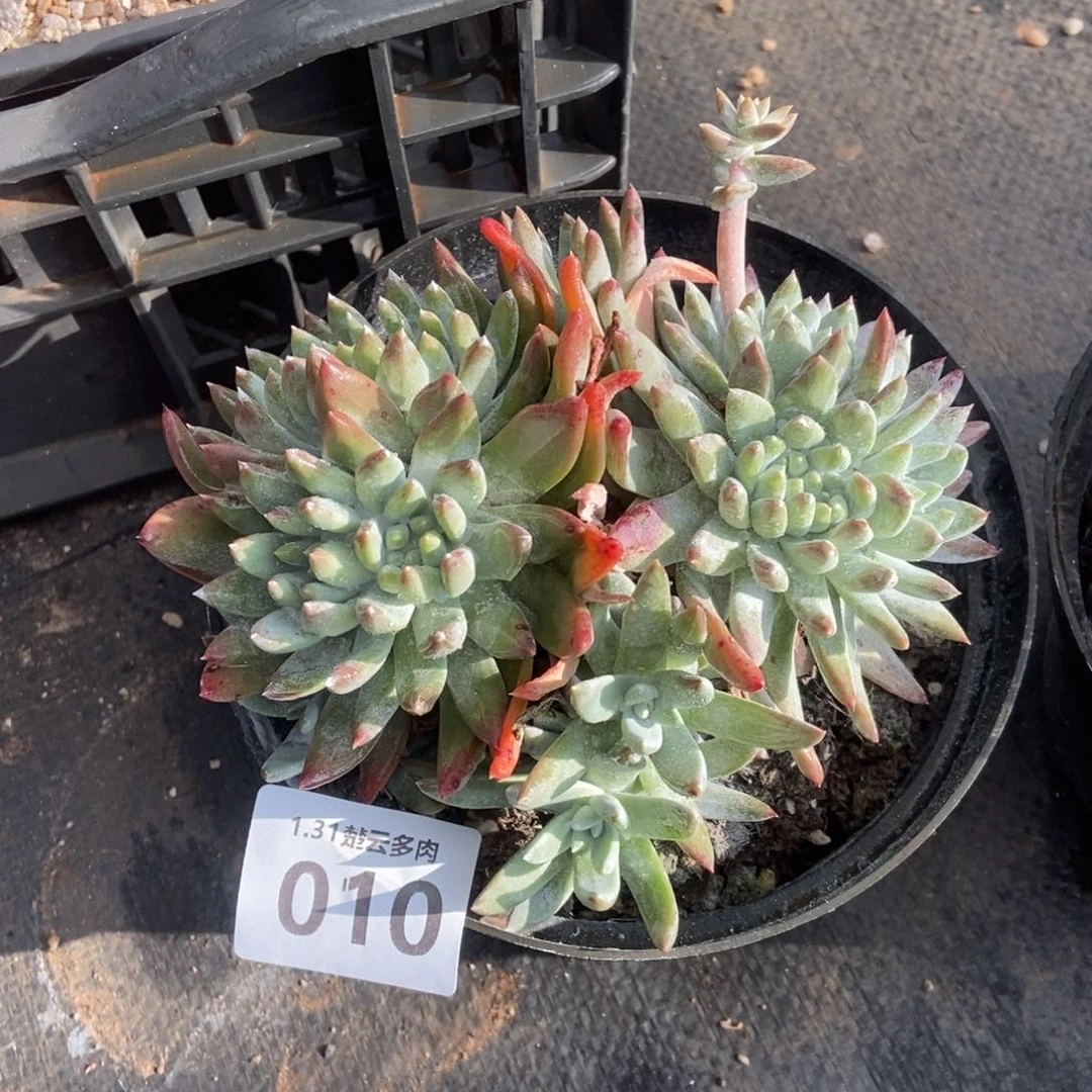 010白姆多肉植物啦啦啦