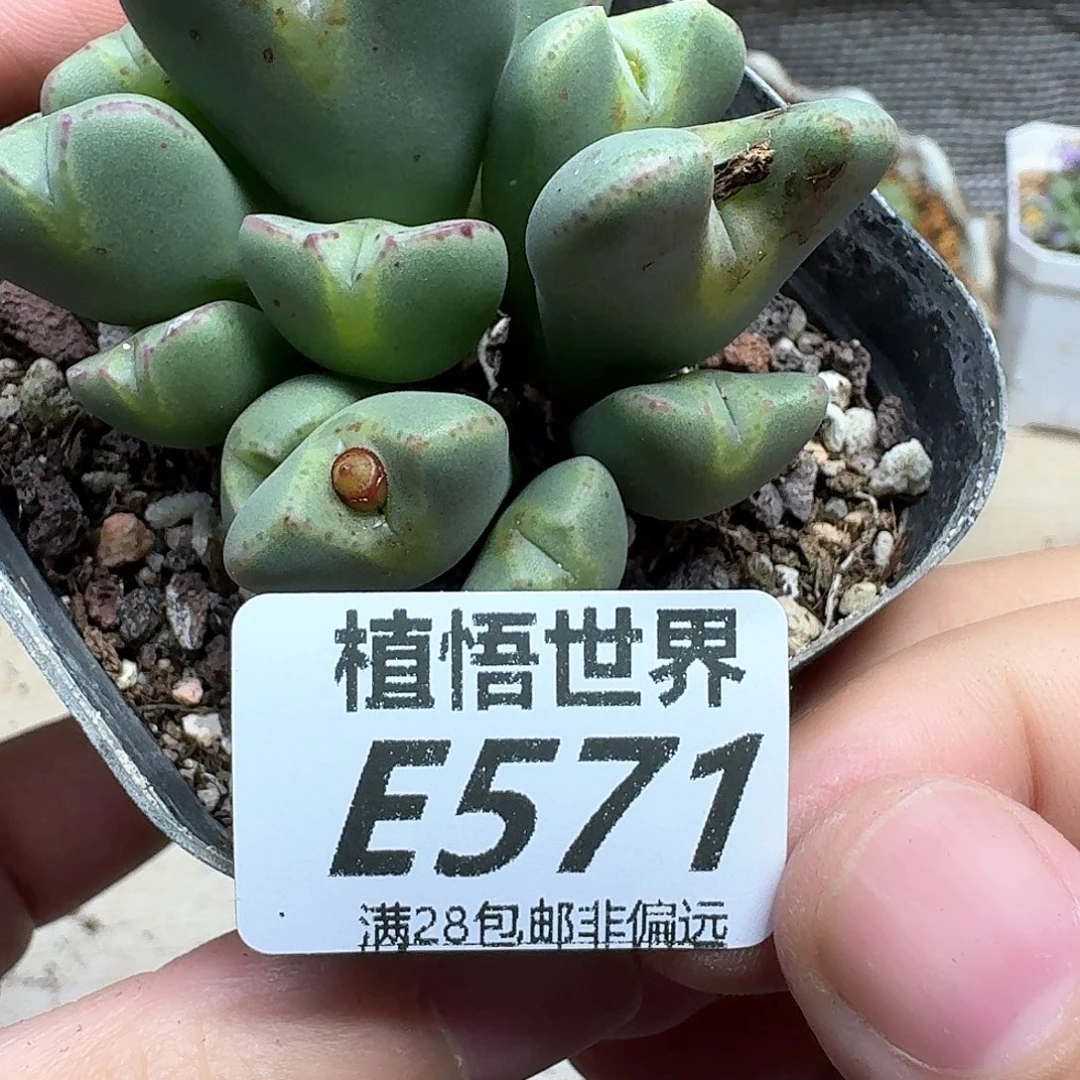 多肉植物的人生fgb