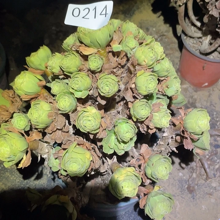 多肉植物法师214绿杨蓉