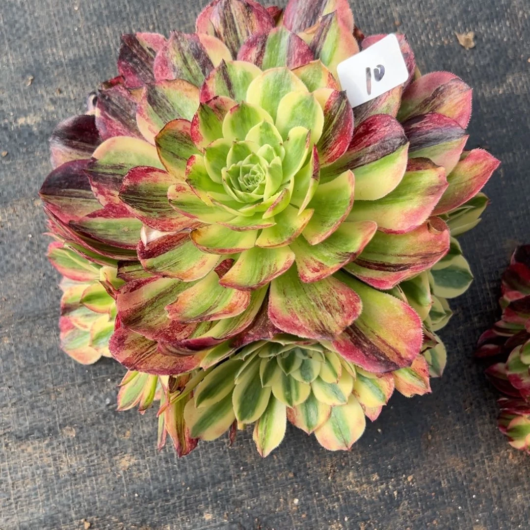 10伯爵无根多肉椅子多肉