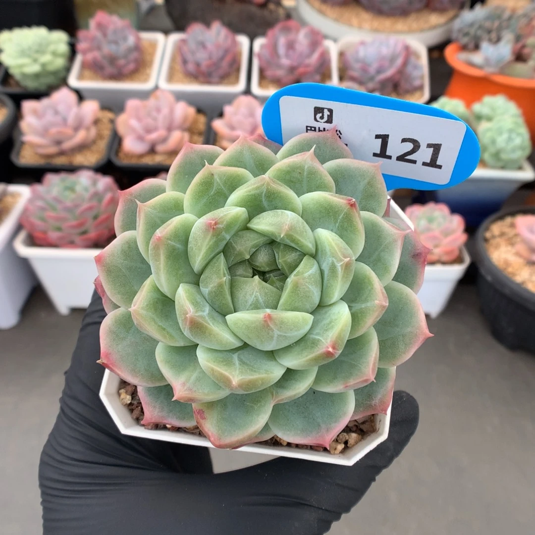 121 钻石纹珍妮糖心
