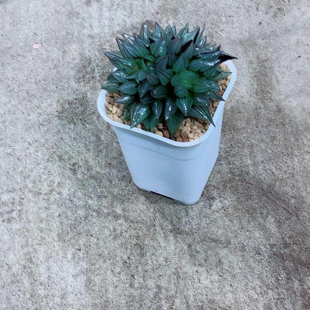 西瓜寿玉露一勿一拍