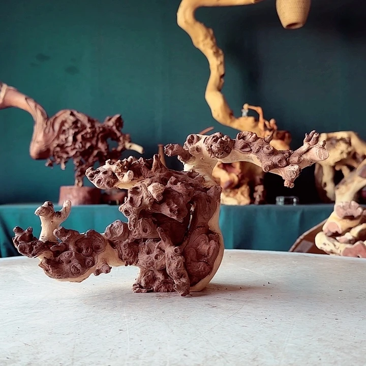 黑果木祥**台915 金丝红木羊蹄甲半成品经典款特价