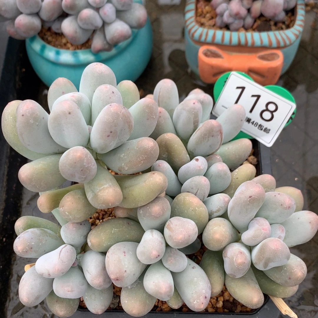 米可奶无砍老桩118