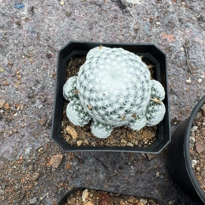 ?****?大型春星实生专拍