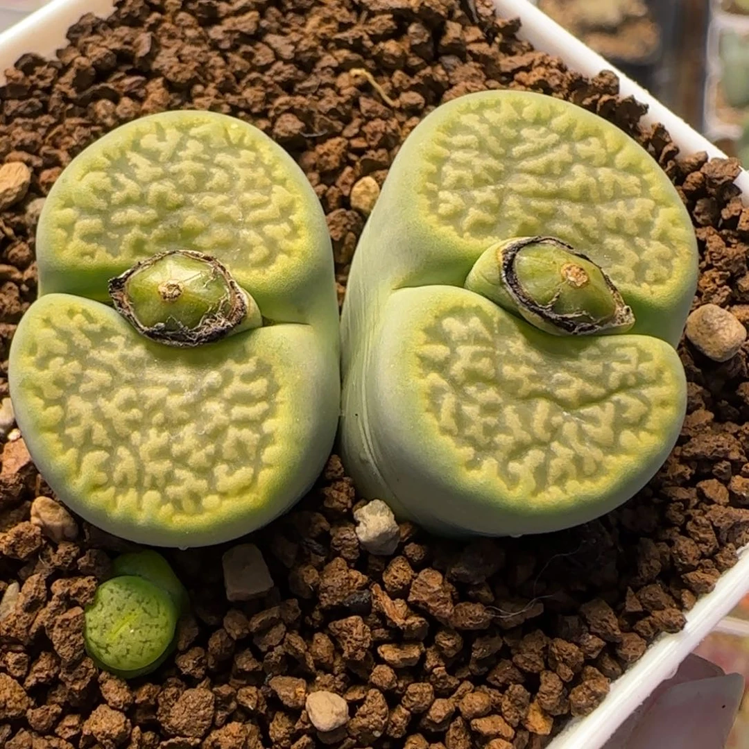 绿富贵多肉植物百科