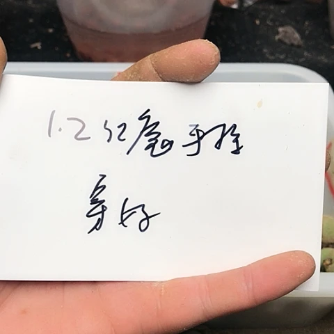 幸****桃核吊坠龙纹桃核的搭配