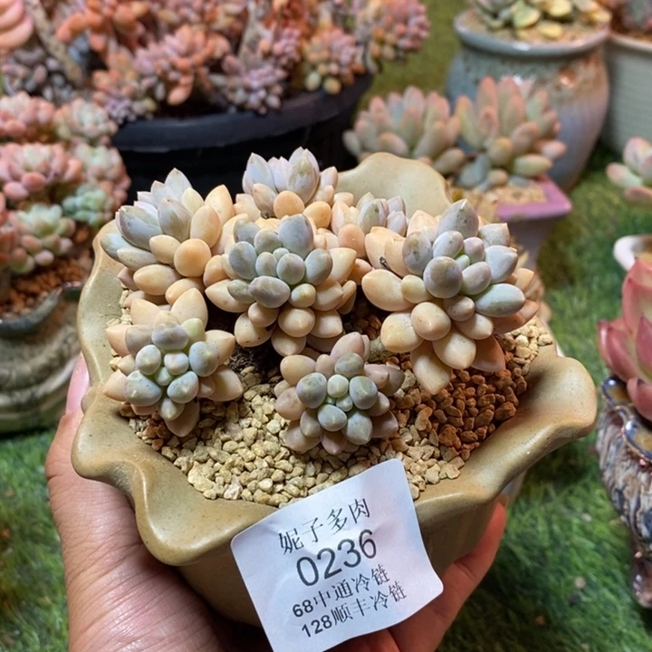 0236 不满68请拍冷链