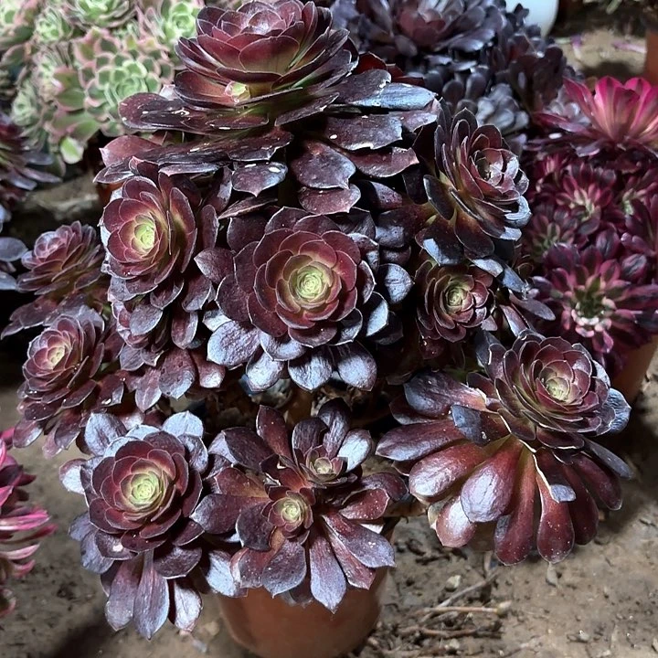 多肉植物赤焰莲25