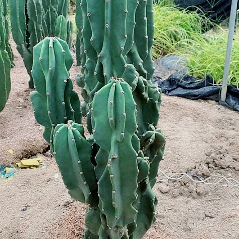 100公分左右脱土发货象腿量天尺