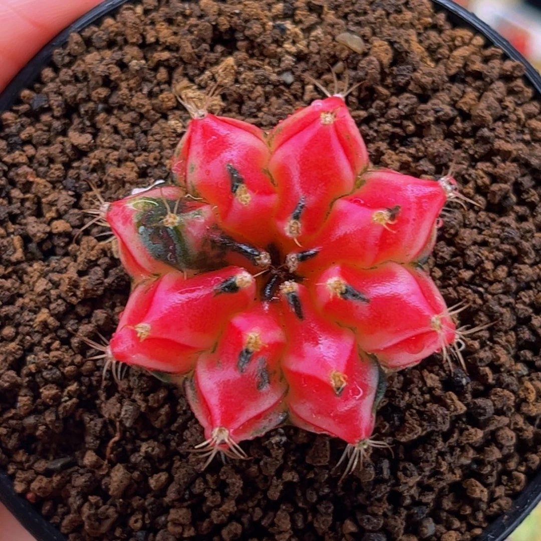 樱花水晶 米哈仙人球