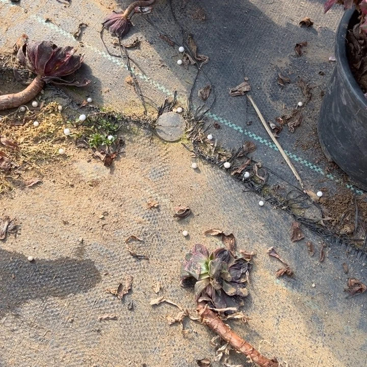 j黑铜有断肢处理多肉植物