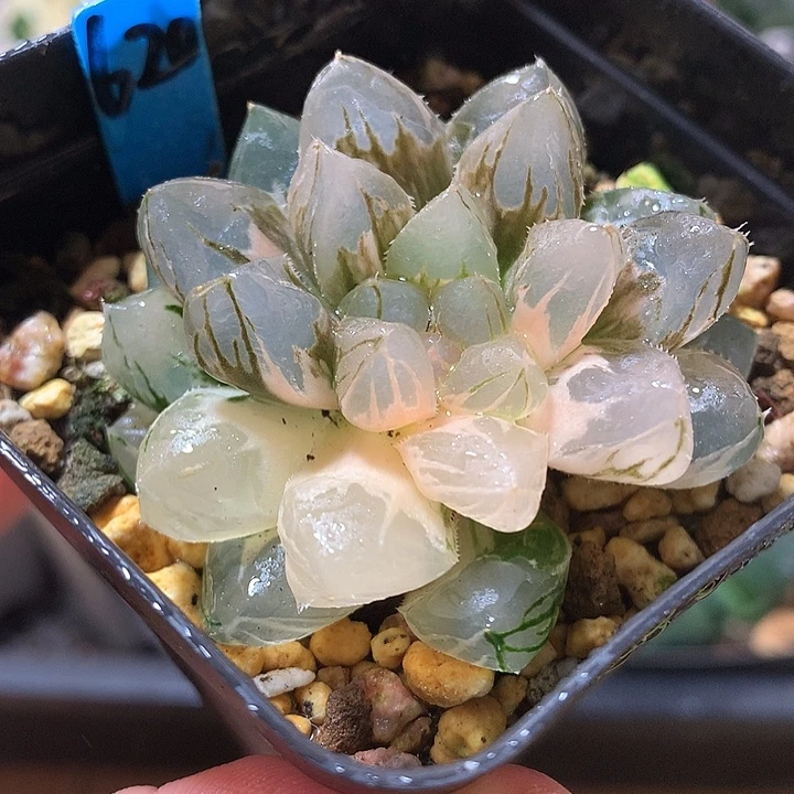 620号龙爪玉露锦一物一拍