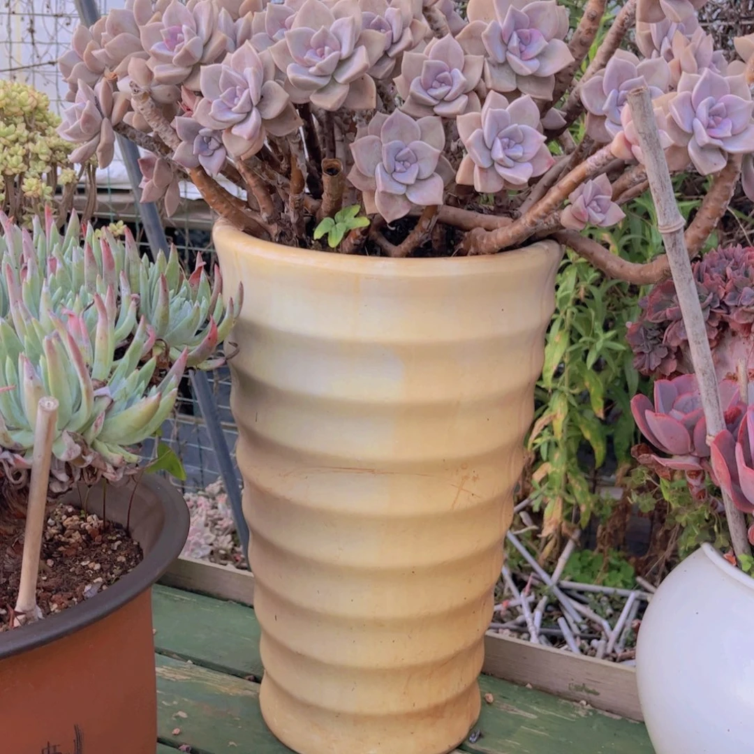 L*辰多肉植物保护