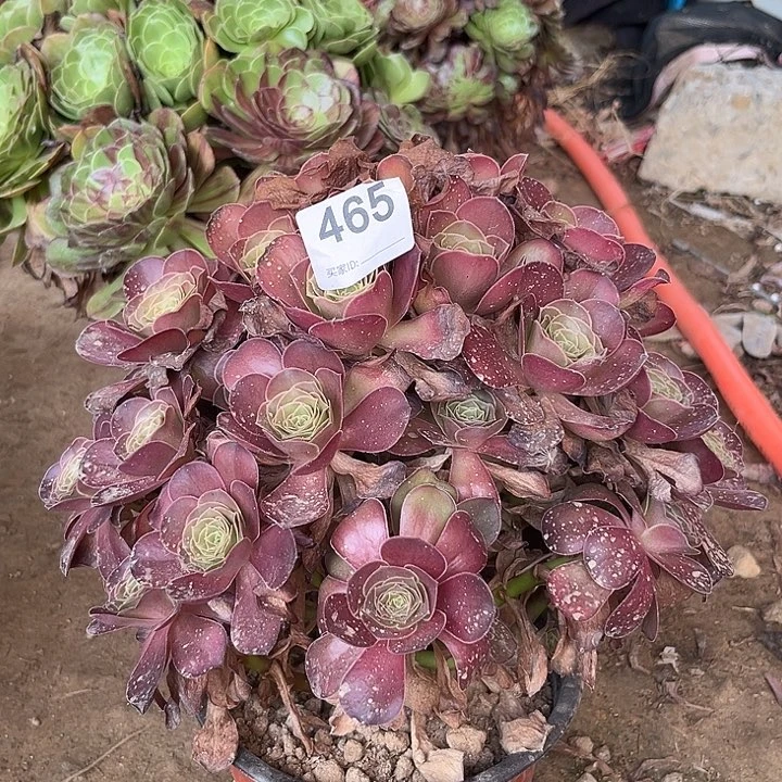 魅金多肉植物一个465