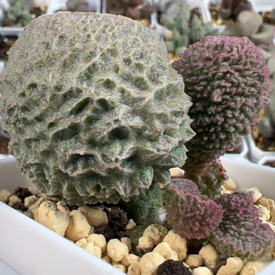 w大叶型榴莲刺款实生新品