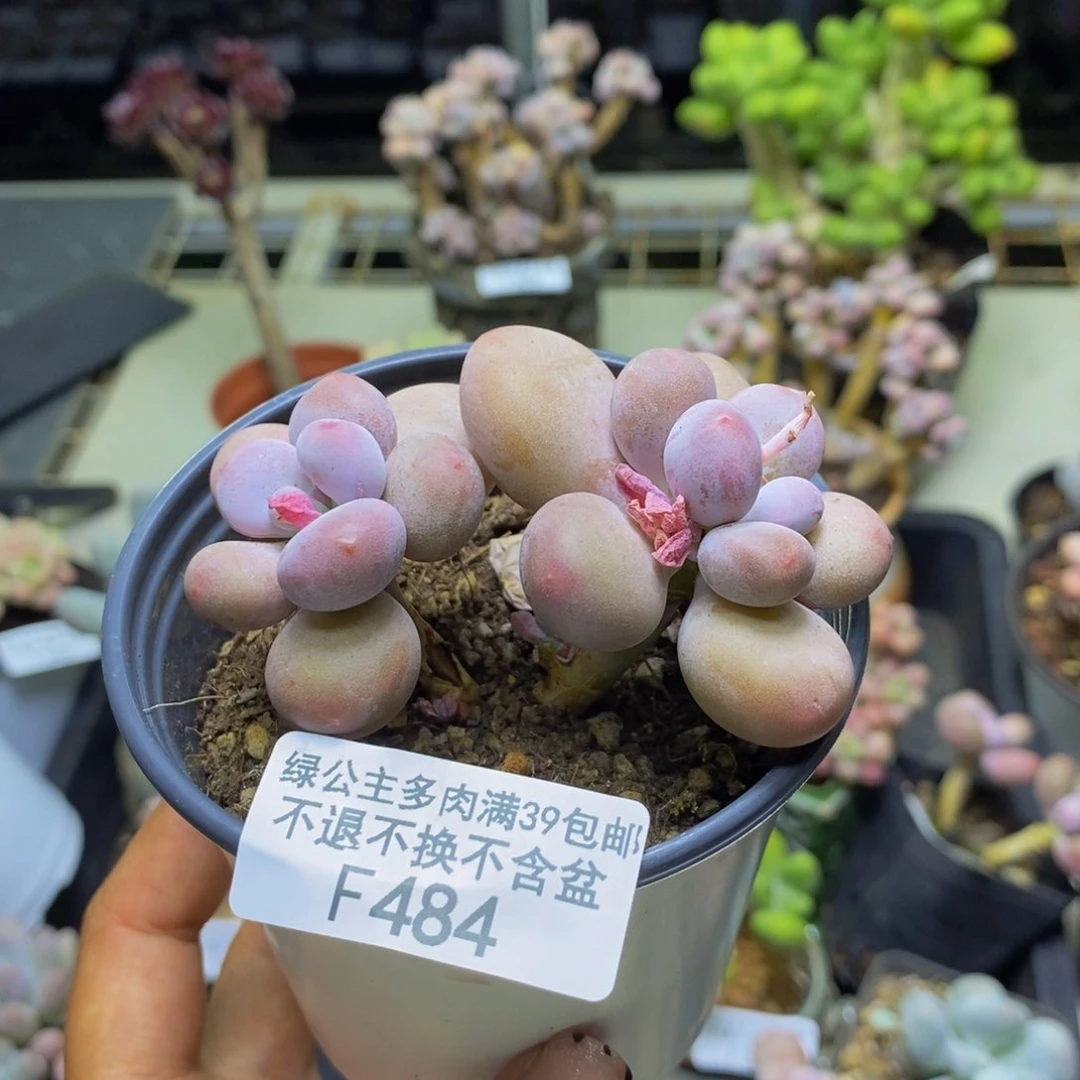 484蛋黄奶多肉7c m