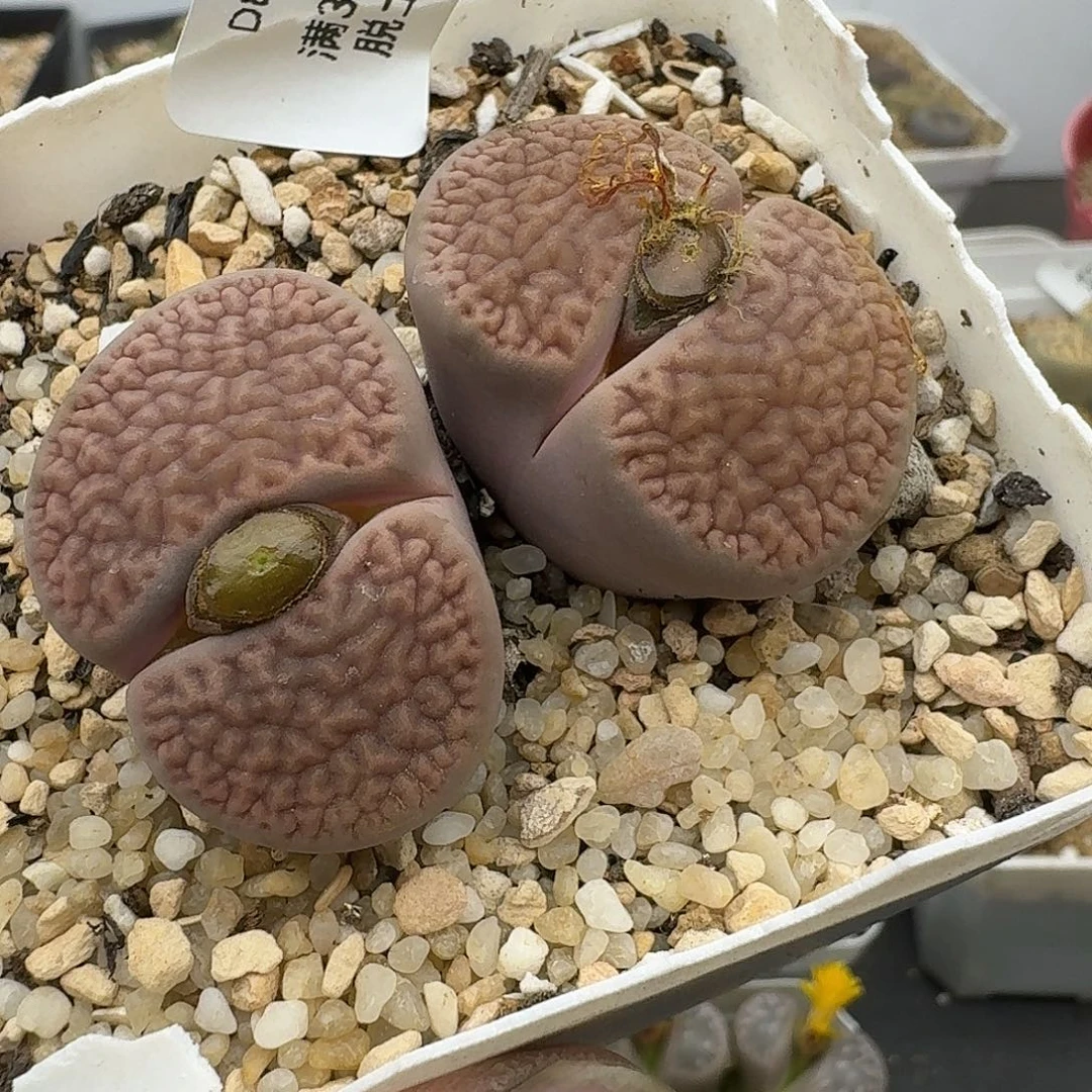 867多肉哈哈哈哈哈哈哈