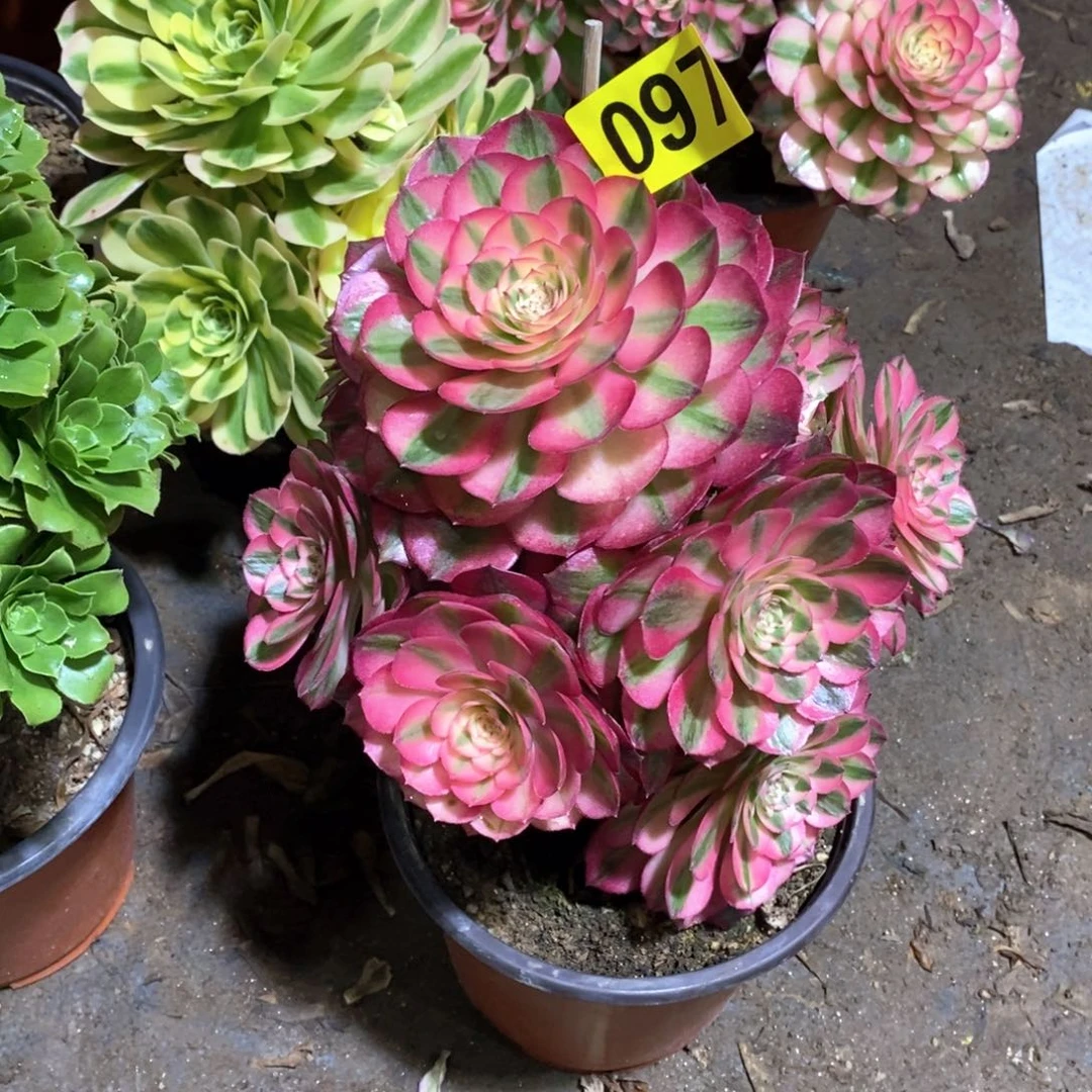 青城多肉法师097