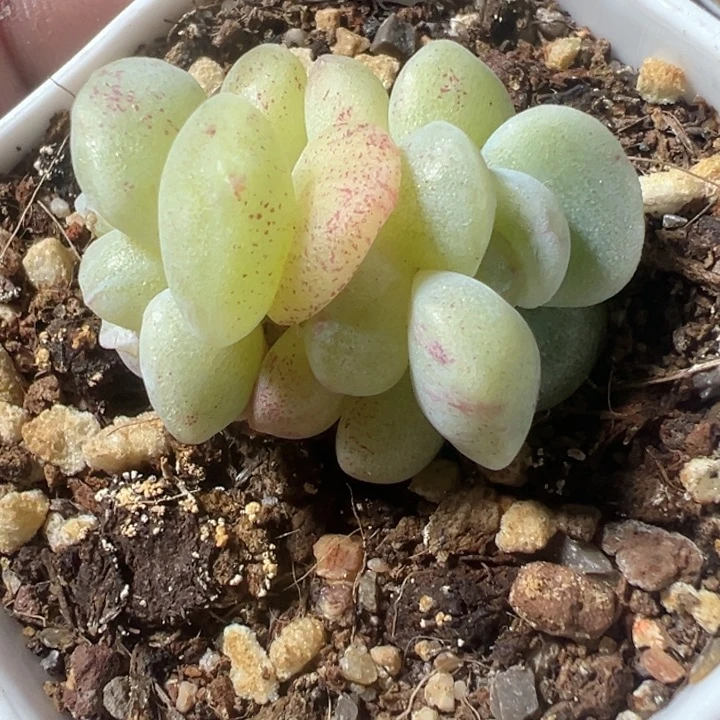 冰玉石化多肉植物大战僵尸
