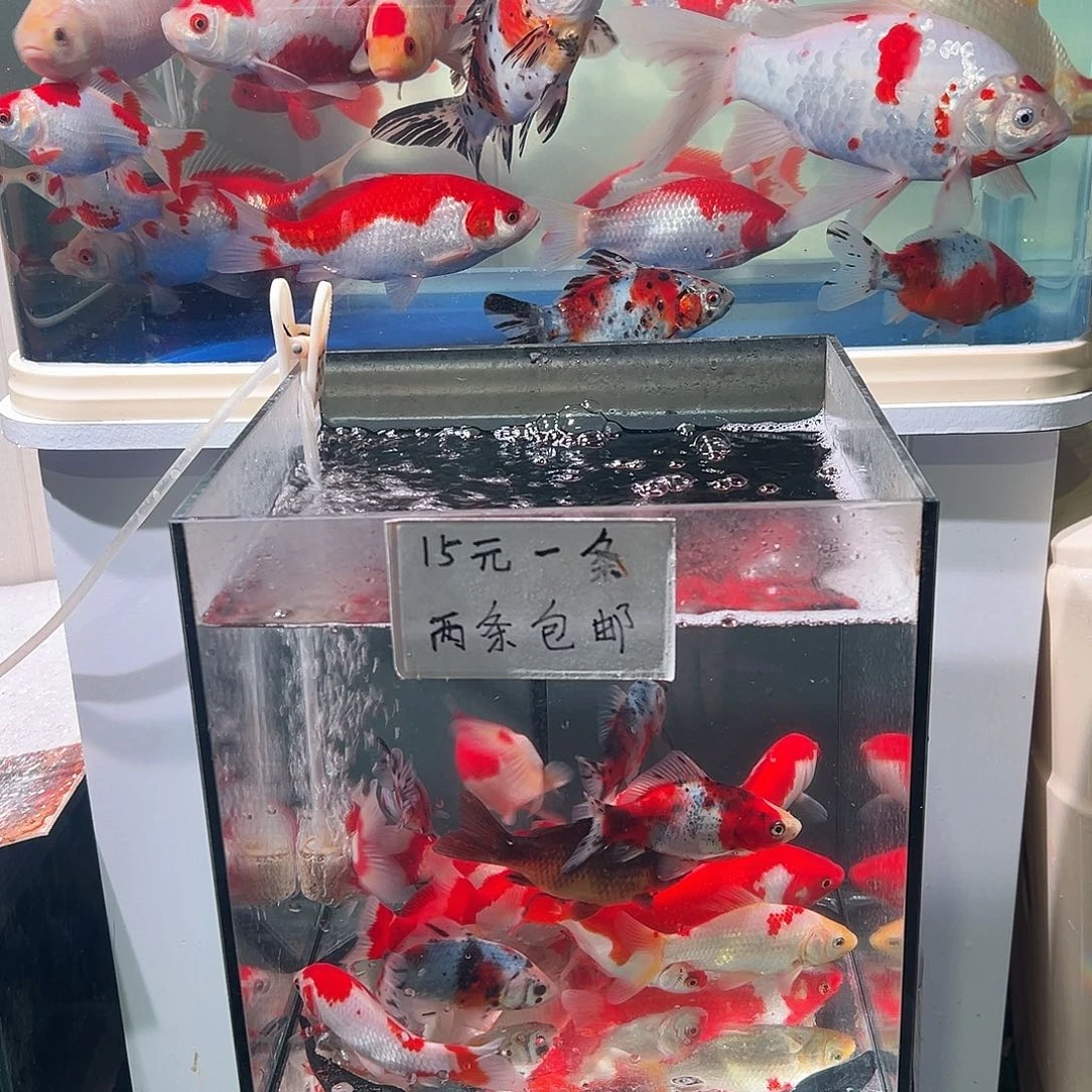 摄***湿海水观赏鱼福利多多啊